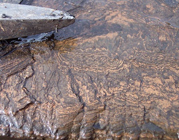 Figure 2. Oil shale.[6]
