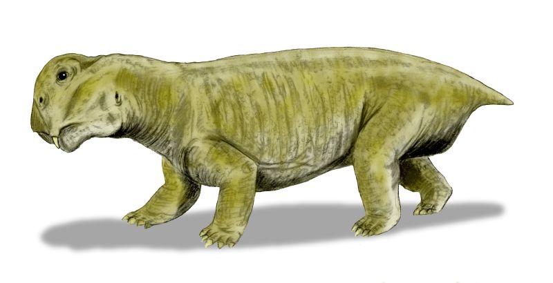 File:Lystrosaurus BW.jpg