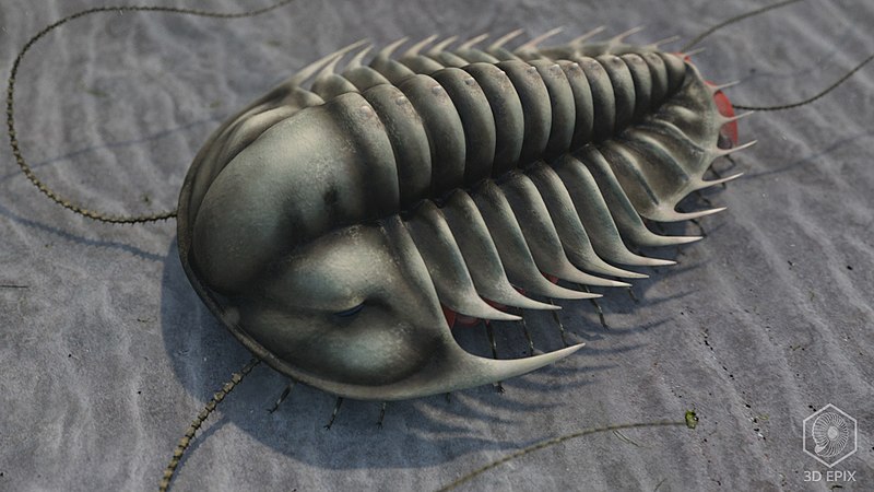 File:Camb Olenoides serratus 3d.jpg