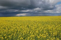 File:240px-450px-Canola field.jpg