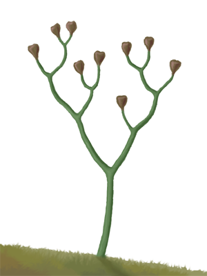 File:Cooksonia.png