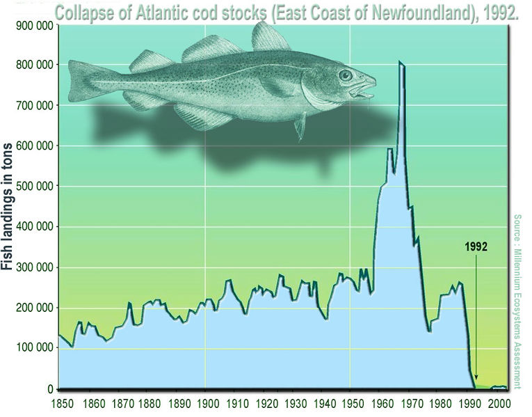 File:Cod.jpg