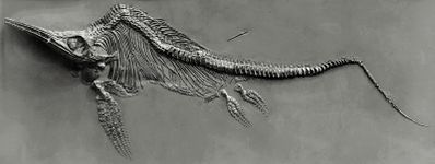 Figure 5. Ichthyosaurus fossil.[8]