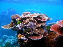 Aquatic.[2]