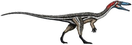 Figure 3. Coelophysis, one of the first dinosaurs.[6]
