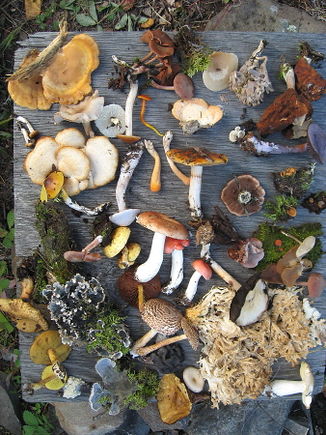 Biodiversity of mushrooms in Northern Saskatchewan, Canada.[3]