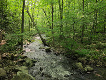 Forest.[5]