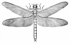 Figure 5. Meganeura had wingspans of up to 75 cm.[8]