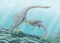 FIgure 3. Plesiosaurs.[6]
