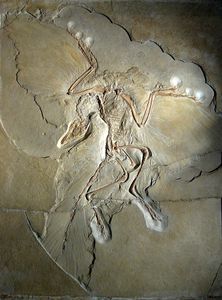 Figure 9. Archaeopteryx fossil.[12]