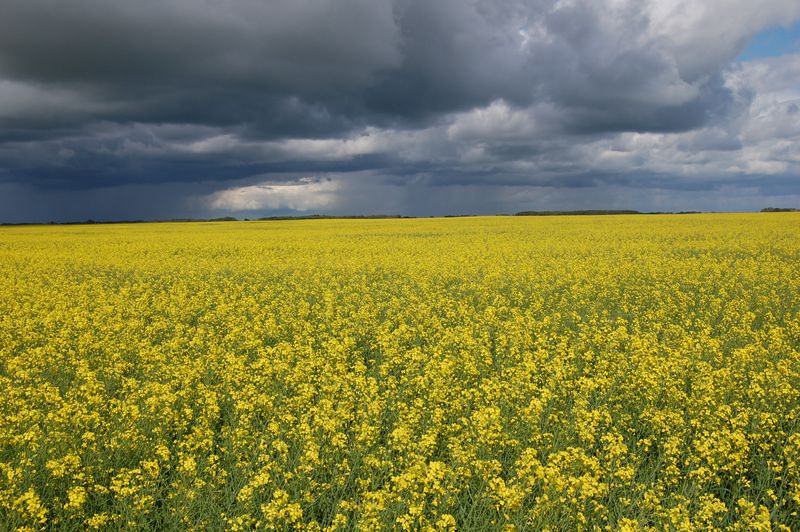 File:Canola field.jpg