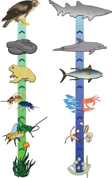 File:Simplified food chain.jpg