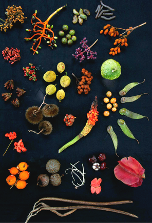 Biodiversity of fruits within a forest in Panama.[4]