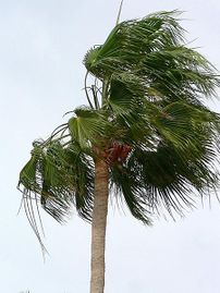 30 km/h - tree branches begin to sway.[7]