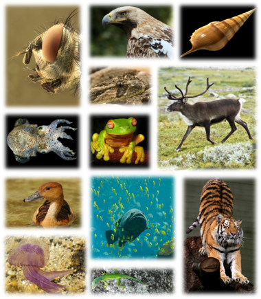 Biodiversity of animals in the world.[2]