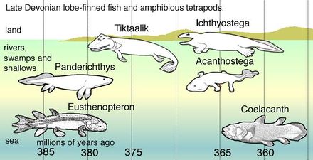 Figure 2. Lobe-fish to early tetrapods.[5]