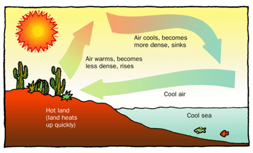 Figure 1. Air over land heats faster than air over water, leading to convection which feels like a cool ocean breeze.[1]