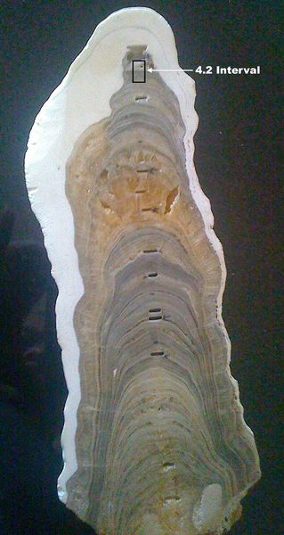 Figure 2. Cross-section of the stalagmite from Meghalaya, India that was used to define the timeframe of the Meghalayan.[3]