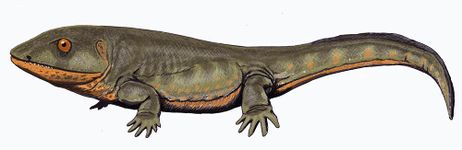 Figure 3. The early amphibian-like tetrapod, Pederpes.[6]